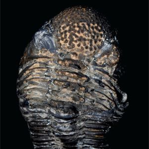 Phacops rana_Maroko_77